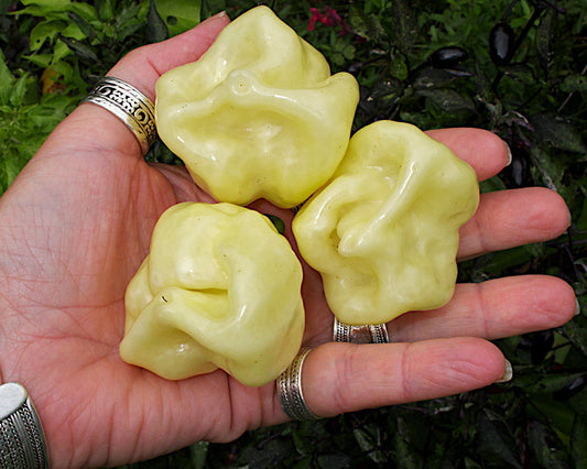 Pepper, Hot: Habanero- White