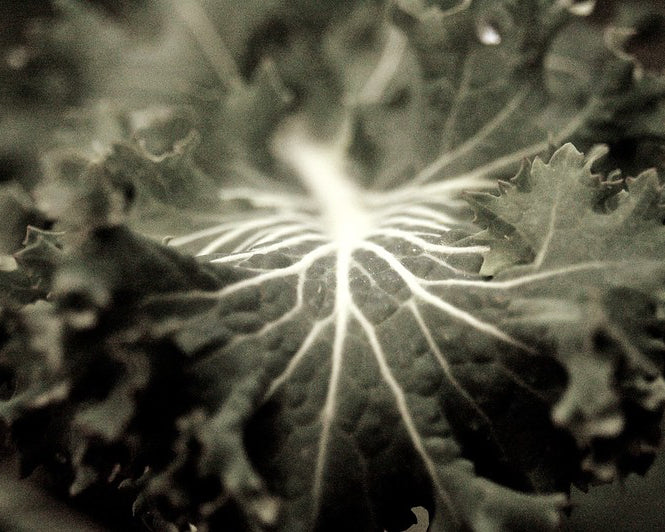 Kale: White Russian