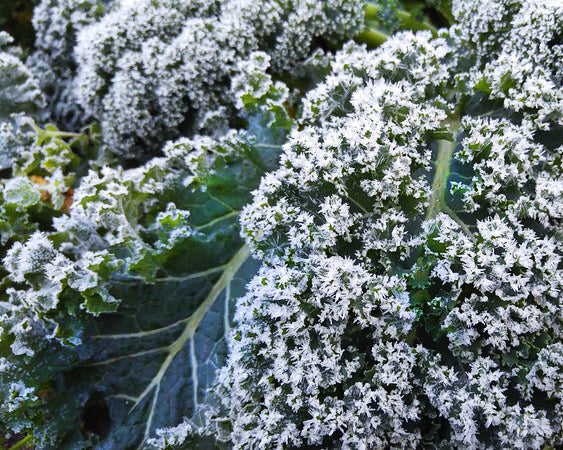 Kale: White Russian