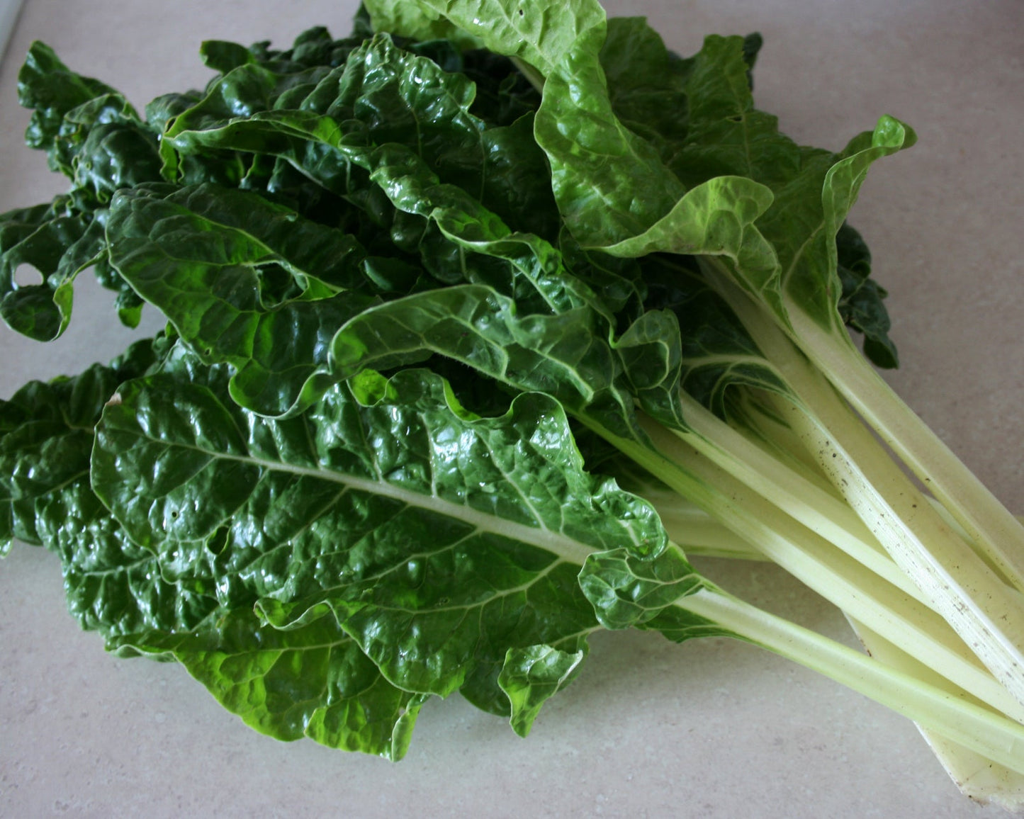 Swiss Chard: Fordhook Giant White