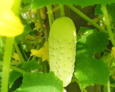 Cucumber: White Wonder