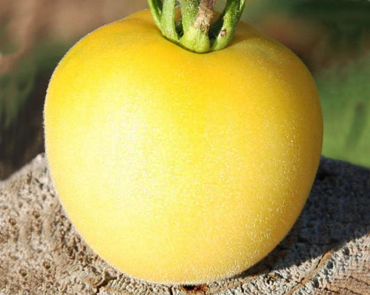 Tomato: Yellow Furry Boar