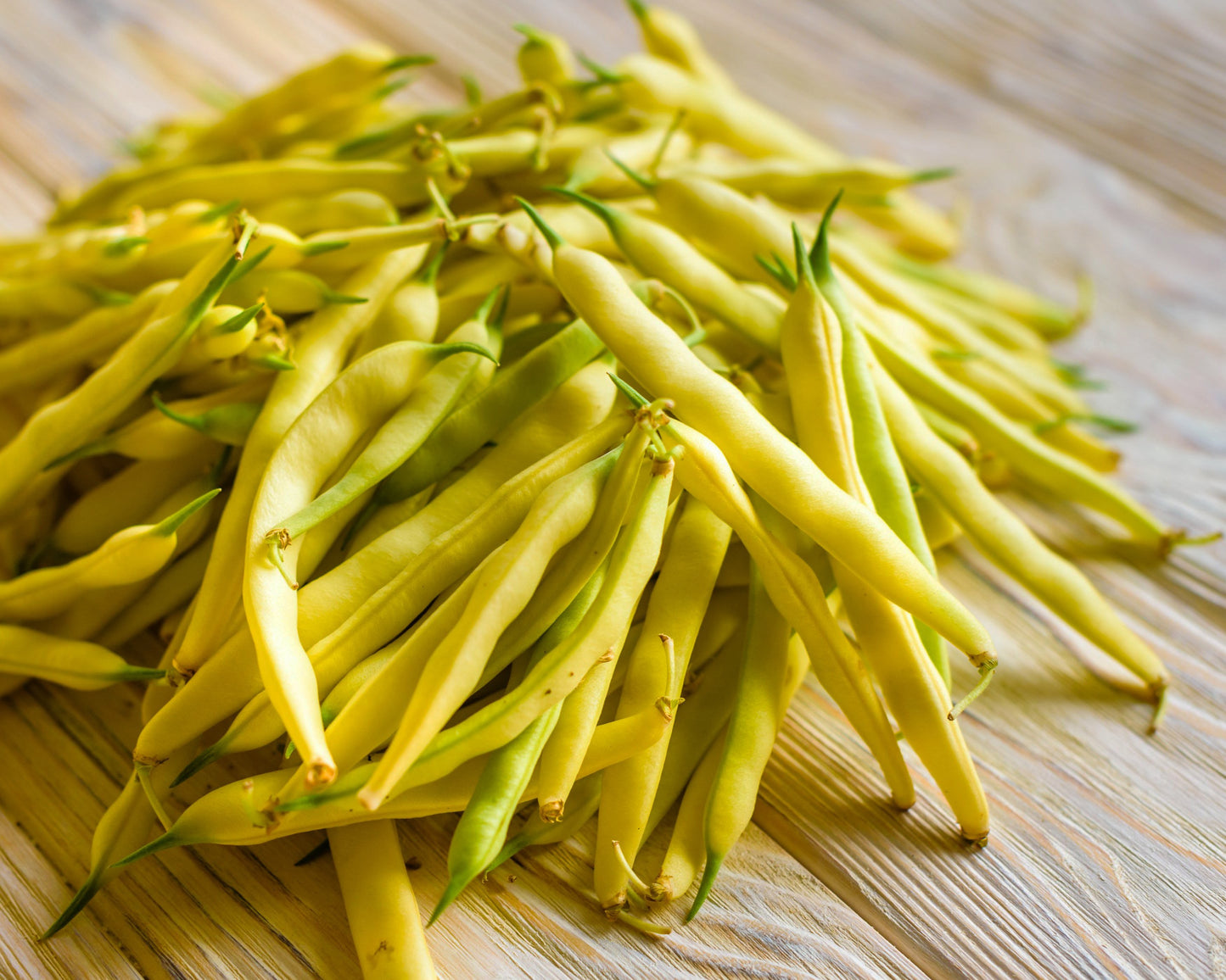 Bean, Bush: Yellow Pencil Pod