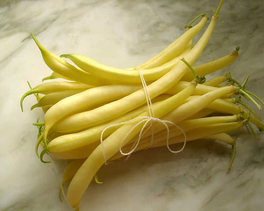 Bean, Bush: Yellow Pencil Pod