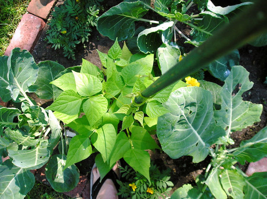 How to grow pole beans