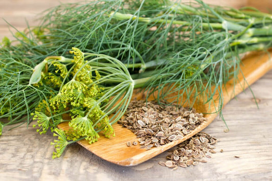 How to grow dill