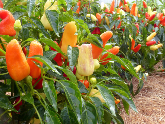 How to grow sweet peppers