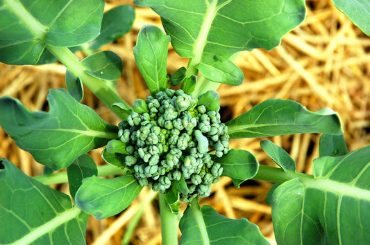 How to grow broccoli