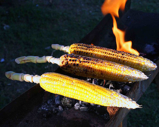 How to grow corn