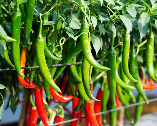 How to grow hot peppers