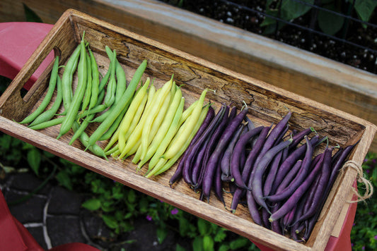 How to grow bush beans