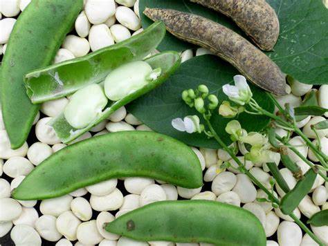 How to grow lima beans