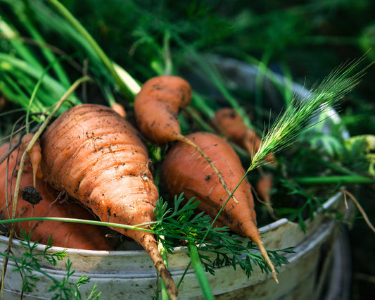 How to grow carrots