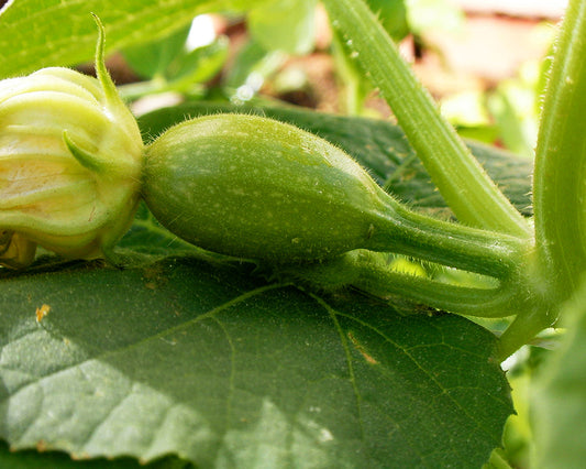 How to grow summer squash