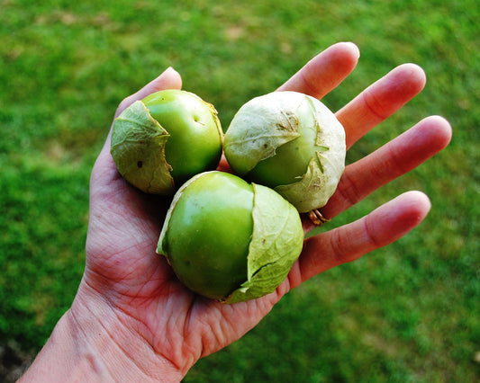 How to grow tomatillos