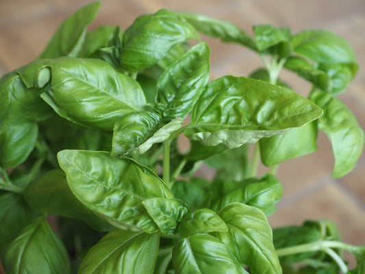 How to grow basil