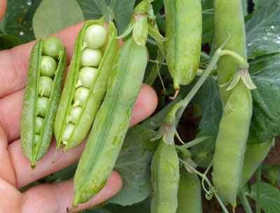 How to grow peas