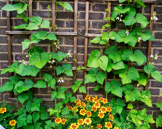 How to grow runner beans