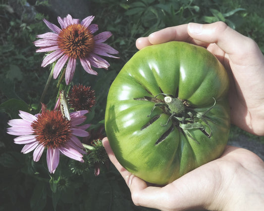 Tomato: Aunt Ruby's German Green *Overstock*