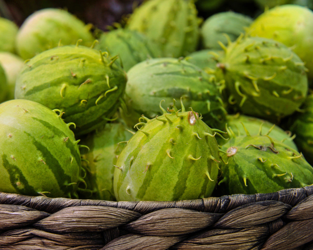 Cucumber: West Indian Burr Gherkin *Overstock*