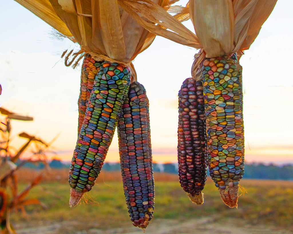 Corn: Earth Tones Dent – Vintage Seed Co.