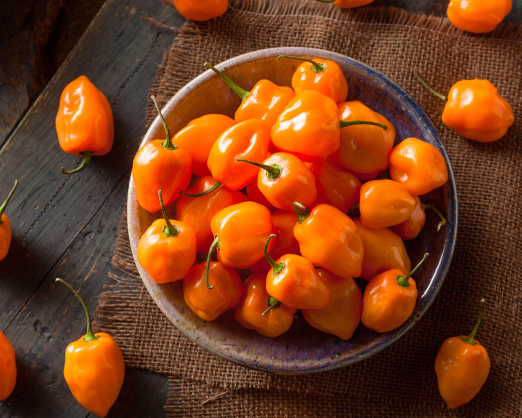 Pepper, Hot: Habanero- Orange