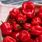 Pepper, Hot: Habanero- Red *Overstock*