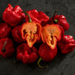 Pepper, Hot: Trinidad Moruga Scorpion- Red *Overstock*