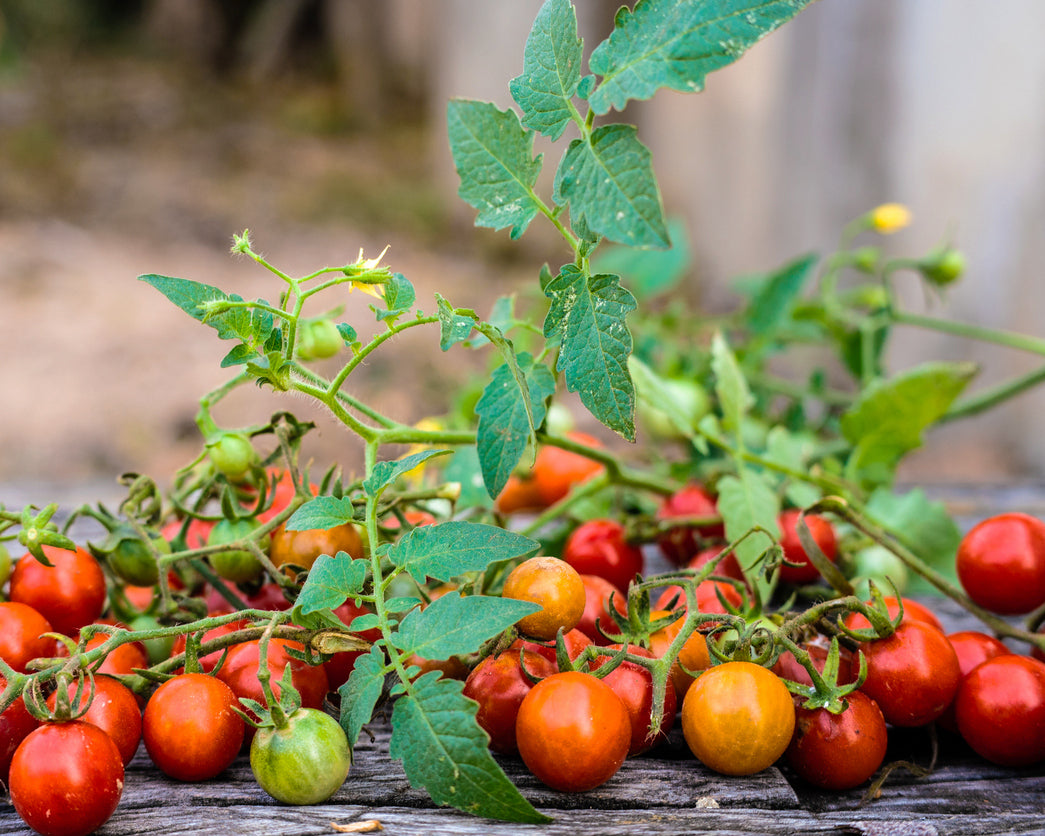 Tomato: World's smallest *Overstock*