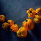Pepper, Hot: Habanero- Yellow *Overstock*