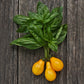 Tomato: Yellow Pear *Overstock*
