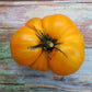 Tomato: Big Yellow Zebra