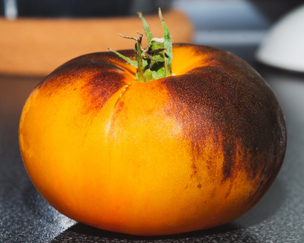 Tomato: Blue Clementine – Vintage Seed Co.