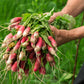 Radish: French Breakfast