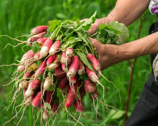 Radish: French Breakfast