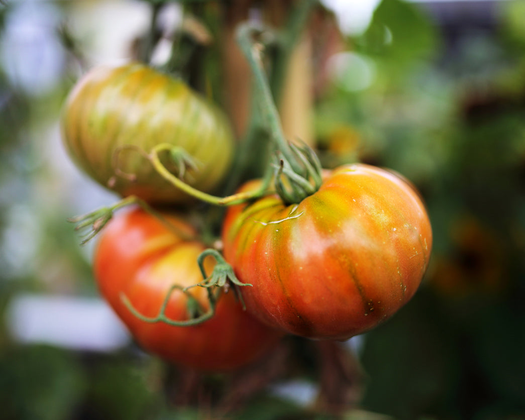 Tomato: Cherokee Green