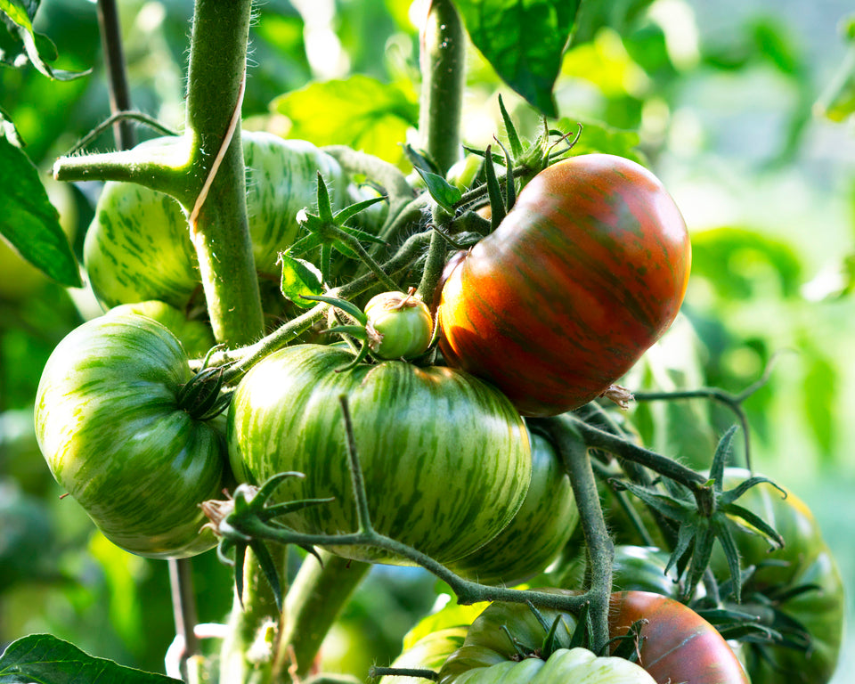 Chocolate Stripes Tomato Seeds - Heirloom, Rare Colorful Beefsteak Slicing Variety (30-500 Seeds)