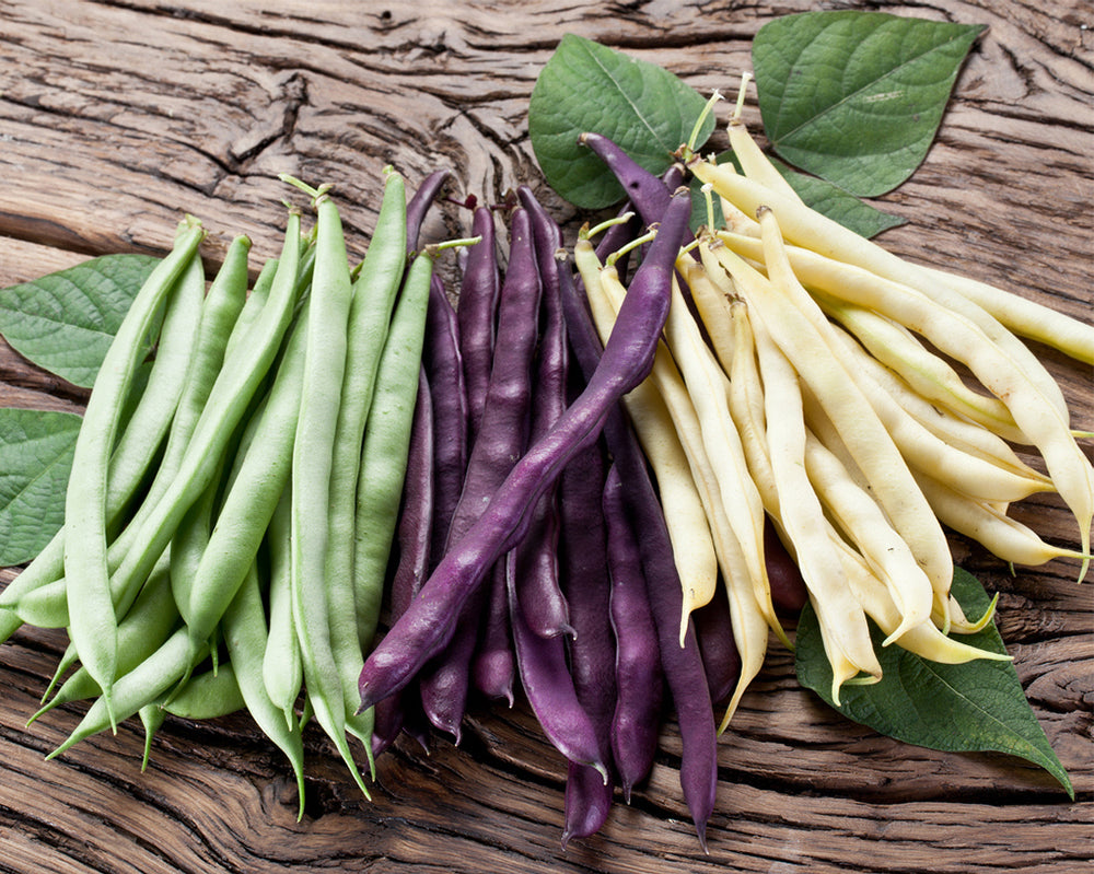 Bean, Bush: Colorful Mix