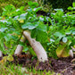 Radish: Japanese Minowase Daikon