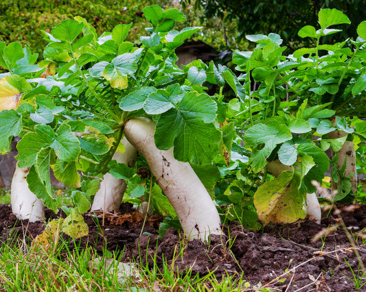 Radish: Japanese Minowase Daikon