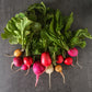 Radish: Fiesta Blend