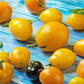 Tomato: Golden Gates