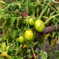 Tomato: Green Bumblebee Cherry