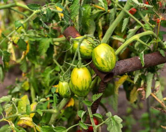 Tomato: Green Bumblebee Cherry