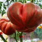 Tomato: Large Barred Boar