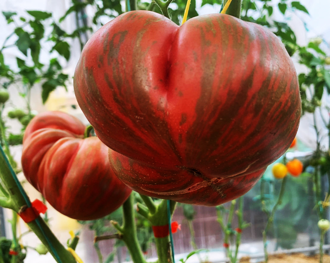 Tomato: Large Barred Boar