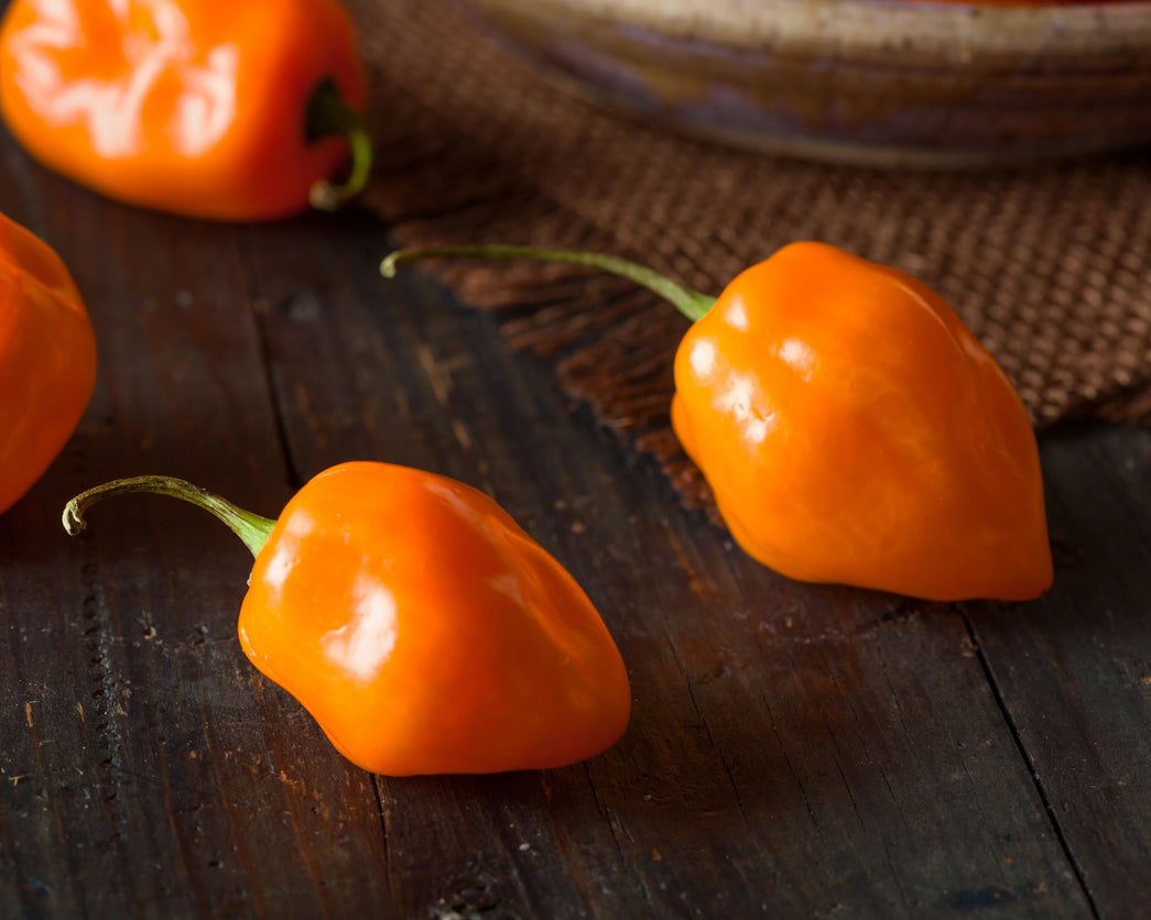 Pepper, Hot: Habanero- Orange