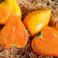 Tomato: Orange Oxheart