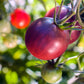 Tomato: Painted Pink
