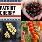 Tomato: Patriot Cherry Mix